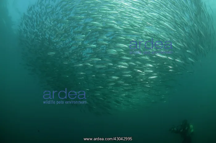 : Baitball school of small bait fish with diver : Baitball school of small bait fish with diver
