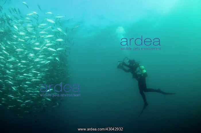  : Baitball school of small bait fish being photographed
