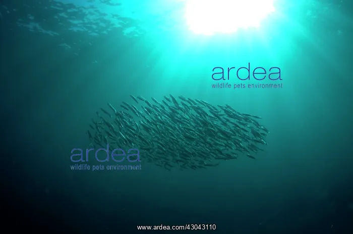 : Baitball school of small bait fish with sun in background : Baitball school of small bait fish with sun in background