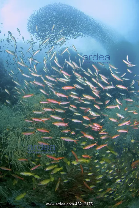 : Baitfish swirl in background while fusiliers : Baitfish swirl in background while fusiliers