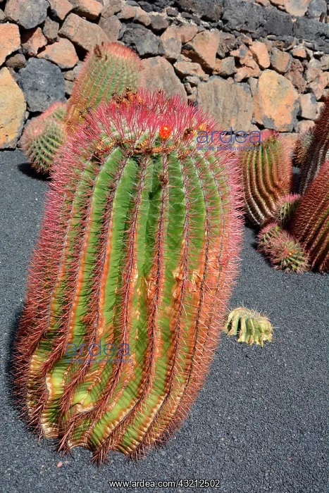 : Baja Barrel cactus (Ferocactus peninsulae), native : Baja Barrel cactus (Ferocactus peninsulae), native