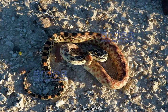 : Baja California Gopher snake : Baja California Gopher snake