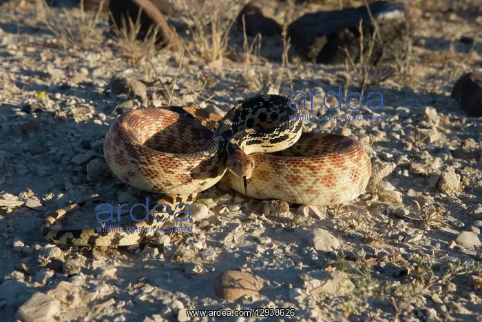 : Baja California Gopher snake : Baja California Gopher snake