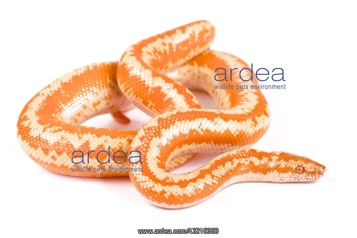 : Baja Rosy Boa (Lichanura trivirgata myriolepis) : Baja Rosy Boa (Lichanura trivirgata myriolepis)