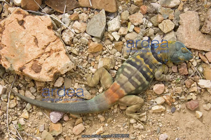 : Baja / San Lucan Rock Lizard - Male : Baja / San Lucan Rock Lizard - Male