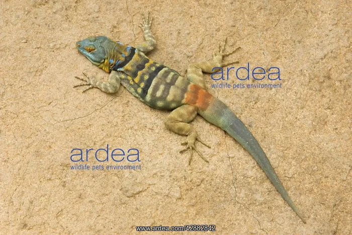 : Baja / San Lucan Rock Lizard - Male : Baja / San Lucan Rock Lizard - Male