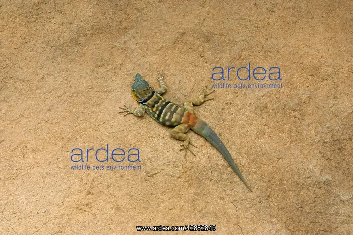 : Baja / San Lucan Rock Lizard - Male : Baja / San Lucan Rock Lizard - Male
