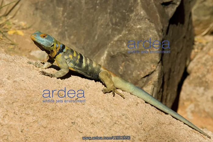  : Baja  /  San Lucan Rock Lizard - Male