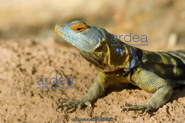 : Baja / San Lucan Rock Lizard - Male : Baja / San Lucan Rock Lizard - Male