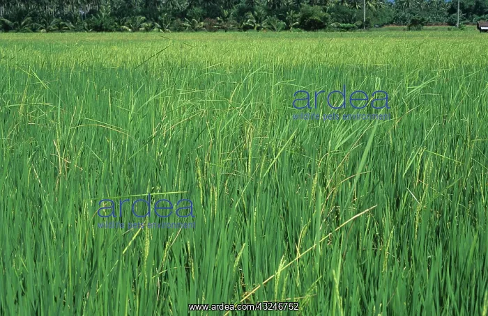 : Bakanae disease (Gibberella fujikoroi) in rice : Bakanae disease (Gibberella fujikoroi) in rice