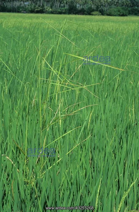 : Bakanae disease (Gibberella fujikoroi) in rice : Bakanae disease (Gibberella fujikoroi) in rice