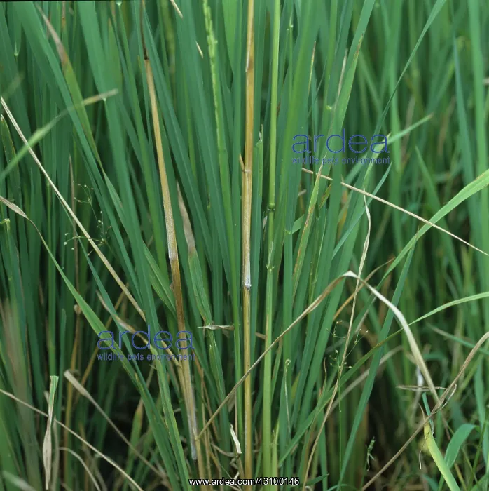 : Bakanae disease (Giberella fujikuroi) in rice : Bakanae disease (Giberella fujikuroi) in rice