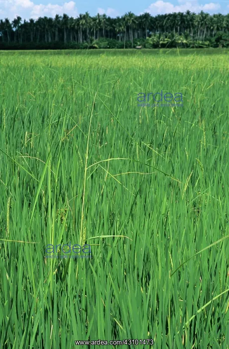 : Bakanae disease of Rice : Bakanae disease of Rice