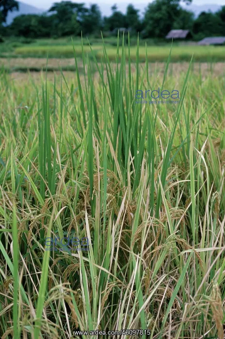 : Bakanae disease in rice plants : Bakanae disease in rice plants
