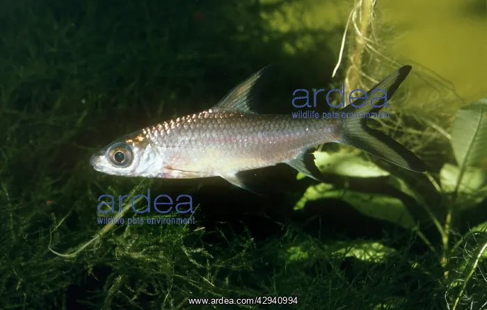 : Bala Shark / Silver Shark : Bala Shark / Silver Shark
