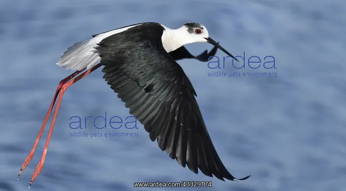 : Balck-winged Stilt (Himantopus himantopus) in flight : Balck-winged Stilt (Himantopus himantopus) in flight