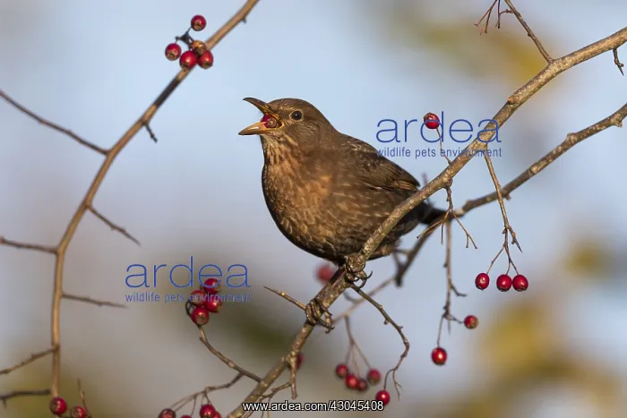 : Balckbird - Female - Eating Haws - Cornwall - UK : Balckbird - Female - Eating Haws - Cornwall - UK