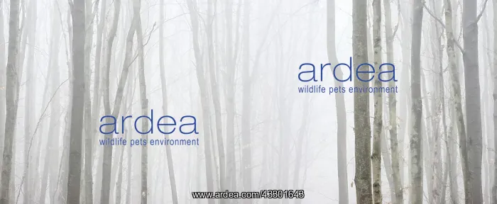: Bald beech forest in winter, thick fog, background : Bald beech forest in winter, thick fog, background