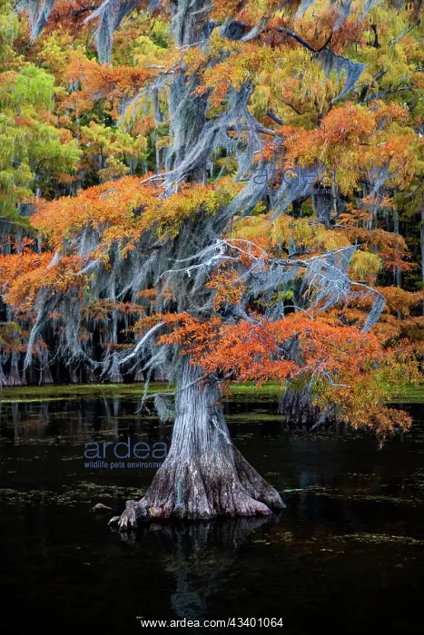 : Bald cypress and Spanish moss in autumn color : Bald cypress and Spanish moss in autumn color