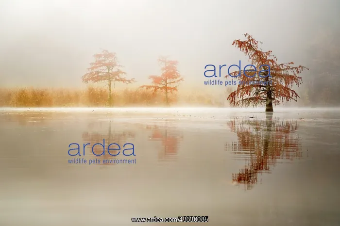 : Bald cypress (Taxodium distichum) and its reflection : Bald cypress (Taxodium distichum) and its reflection