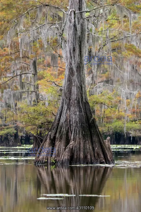 : Bald cypress (Taxodium distichum) with Spanish moss : Bald cypress (Taxodium distichum) with Spanish moss
