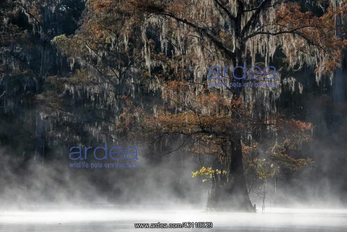  : Bald cypress (Taxodium distichum) with Spanish moss