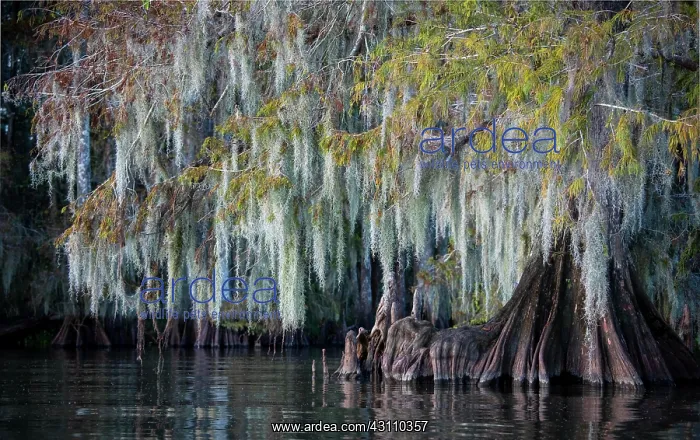 : Bald cypress (Taxodium distichum) with Spanish moss : Bald cypress (Taxodium distichum) with Spanish moss