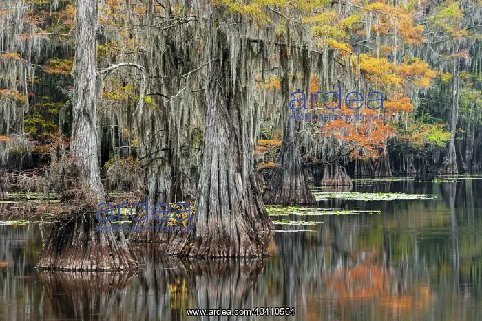 : Bald Cypress tree draped in Spanish moss with fall : Bald Cypress tree draped in Spanish moss with fall