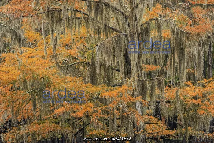: Bald Cypress tree draped in Spanish moss with fall : Bald Cypress tree draped in Spanish moss with fall