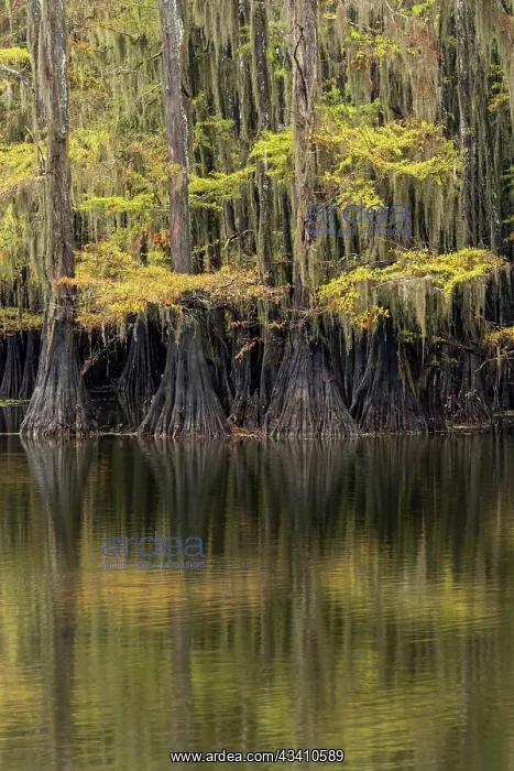: Bald Cypress tree draped in Spanish moss with fall : Bald Cypress tree draped in Spanish moss with fall