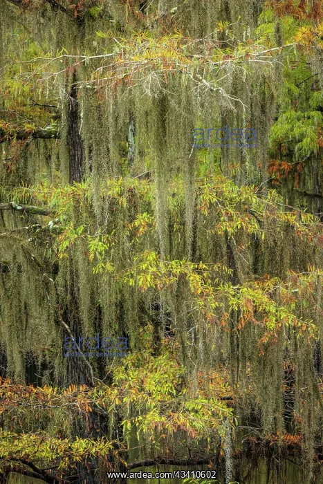 : Bald Cypress tree draped in Spanish moss with fall : Bald Cypress tree draped in Spanish moss with fall