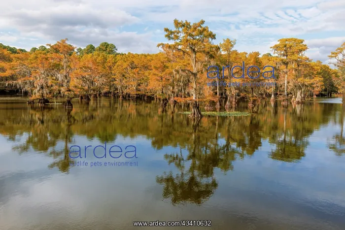 : Bald Cypress tree draped in Spanish moss with fall : Bald Cypress tree draped in Spanish moss with fall