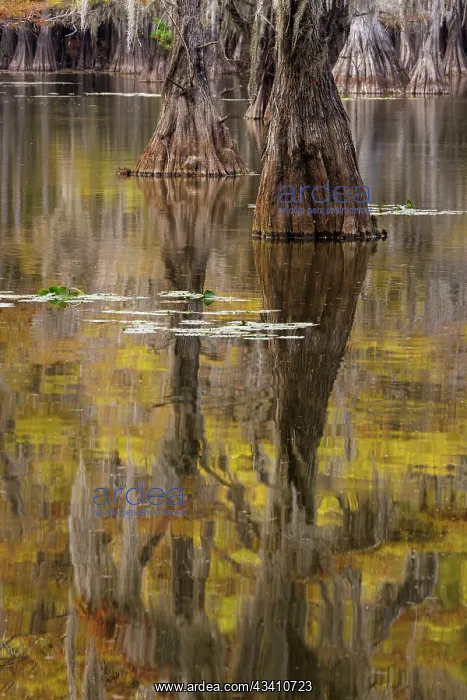 : Bald Cypress tree draped in Spanish moss with fall : Bald Cypress tree draped in Spanish moss with fall