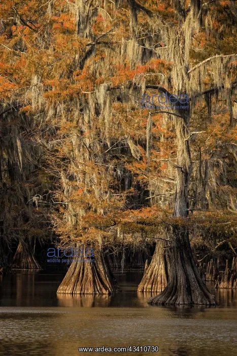 : Bald Cypress tree draped in Spanish moss with fall : Bald Cypress tree draped in Spanish moss with fall