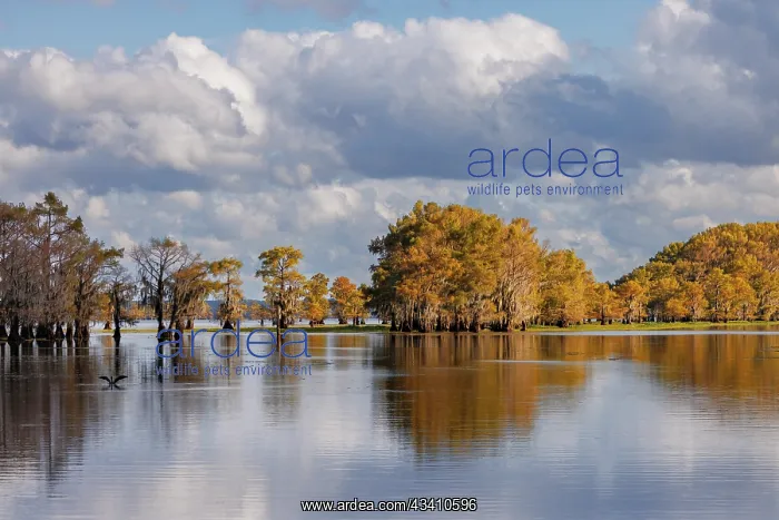: Bald cypress trees in autumn. Caddo Lake, Uncertain, Texas : Bald cypress trees in autumn. Caddo Lake, Uncertain, Texas