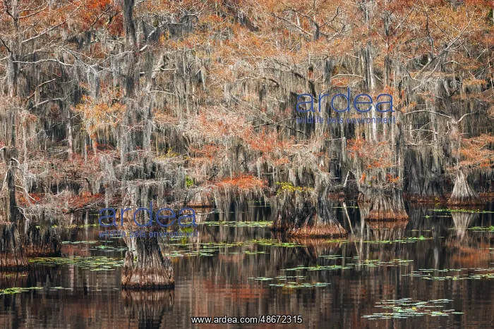 : Bald cypress trees and autumn colors in southern swamp : Bald cypress trees and autumn colors in southern swamp