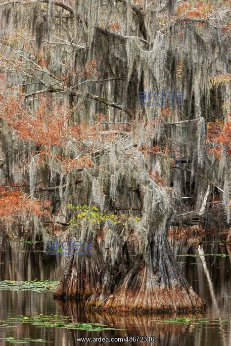 : Bald cypress trees and autumn colors in southern swamp : Bald cypress trees and autumn colors in southern swamp