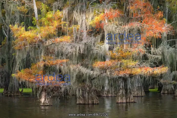 : Bald cypress trees and autumn colors in southern swamp : Bald cypress trees and autumn colors in southern swamp
