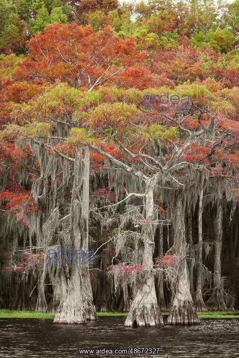 : Bald cypress trees and autumn colors in southern swamp : Bald cypress trees and autumn colors in southern swamp