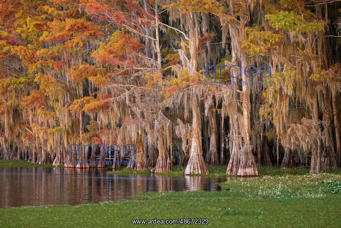 : Bald cypress trees and autumn colors in southern swamp : Bald cypress trees and autumn colors in southern swamp