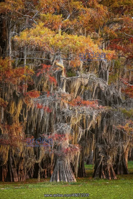 : Bald cypress trees and autumn colors in southern swamp : Bald cypress trees and autumn colors in southern swamp
