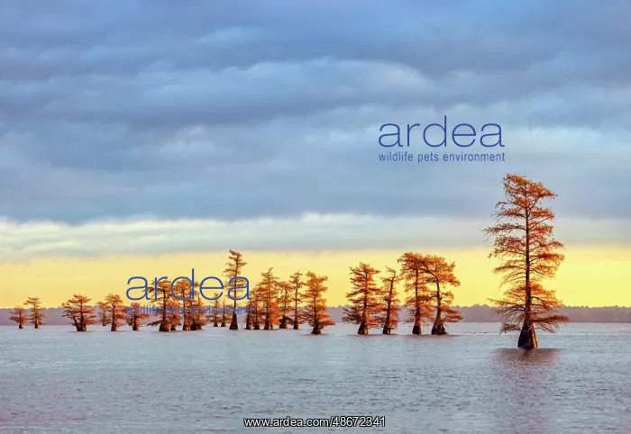 : Bald cypress trees and autumn colors in southern swamp at : Bald cypress trees and autumn colors in southern swamp at