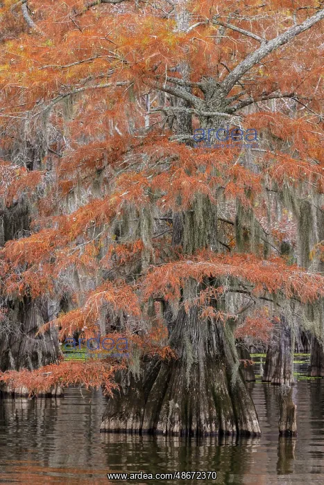 : Bald cypress trees and autumn colors in southern swamp : Bald cypress trees and autumn colors in southern swamp