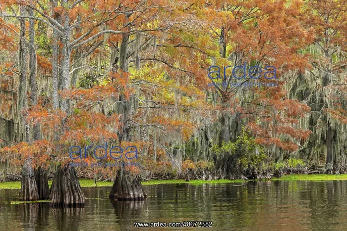 : Bald cypress trees and autumn colors in southern swamp : Bald cypress trees and autumn colors in southern swamp