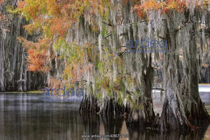 : Bald cypress trees and autumn colors in southern swamp : Bald cypress trees and autumn colors in southern swamp