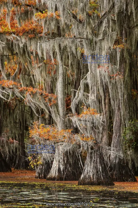 : Bald cypress trees and autumn colors in southern swamp : Bald cypress trees and autumn colors in southern swamp