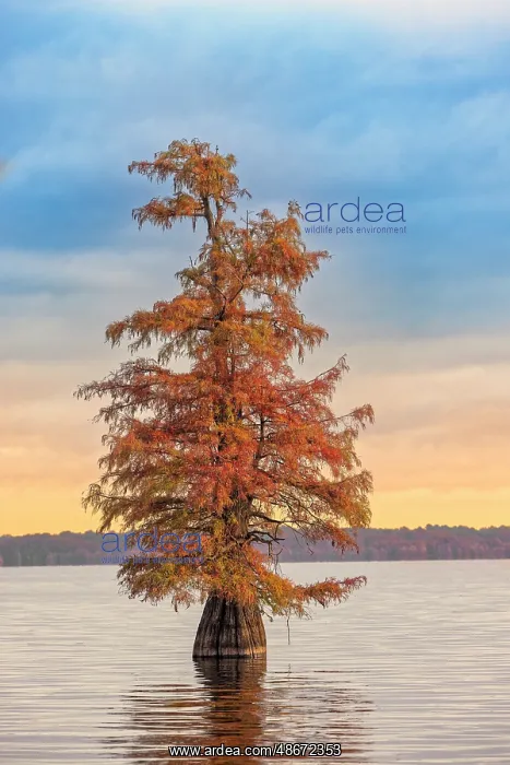 : Bald cypress trees and autumn colors at sunrise in southern : Bald cypress trees and autumn colors at sunrise in southern