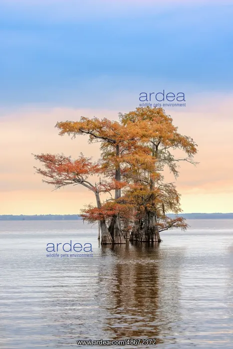 : Bald cypress trees and autumn colors at sunrise in southern : Bald cypress trees and autumn colors at sunrise in southern
