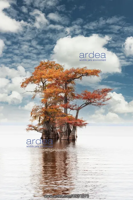 : Bald cypress trees and autumn colors at sunrise in southern : Bald cypress trees and autumn colors at sunrise in southern