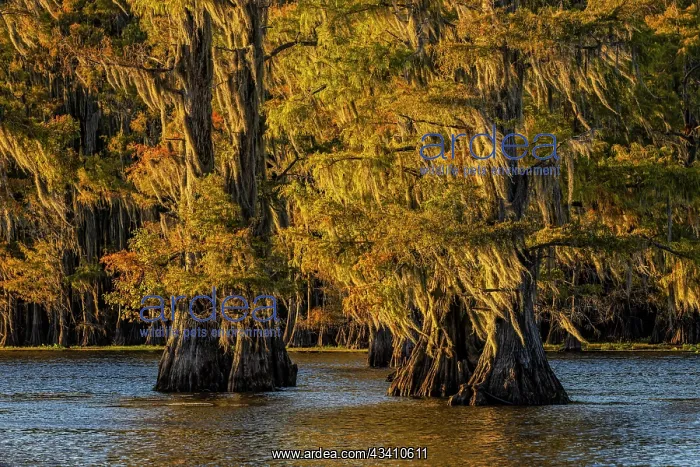 : Bald cypress trees in autumn colors at sunset. Caddo : Bald cypress trees in autumn colors at sunset. Caddo
